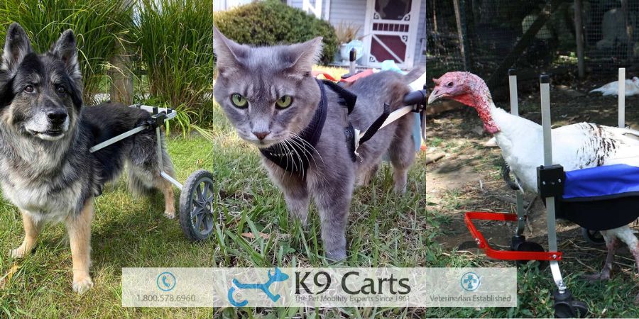 Animal Wheelchairs