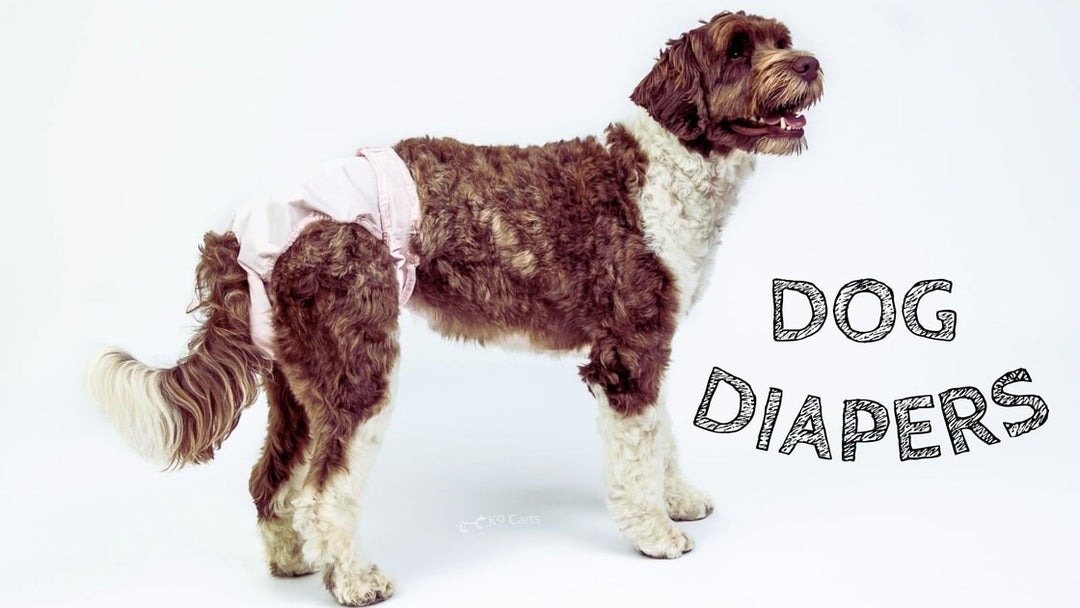 Pooch wearing dog diapers next to pet owner