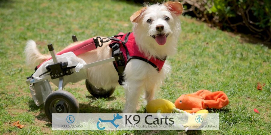 How Much Does Dog Leg Amputation Cost