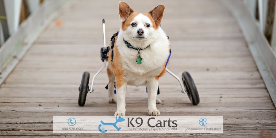 Why Does My Dog Limp After Laying Down