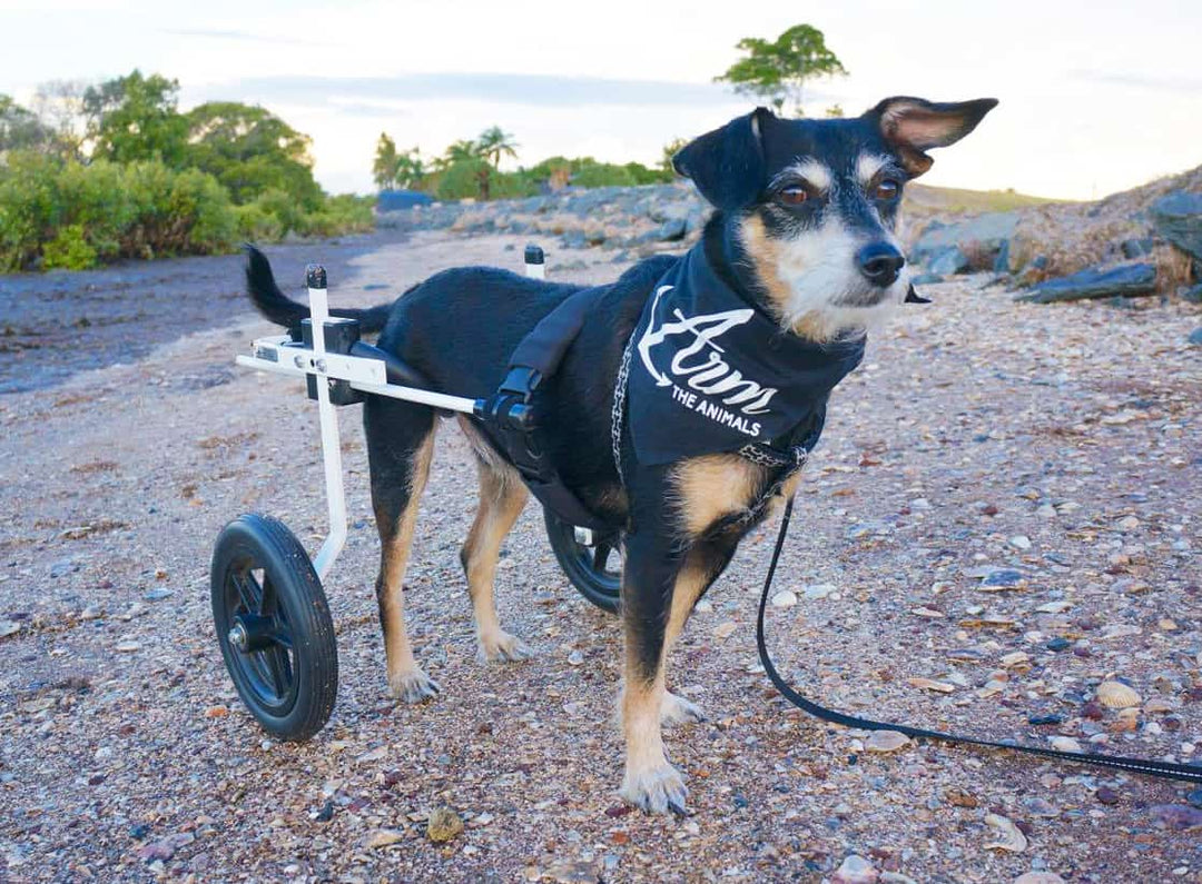 medium dog white wheelchair