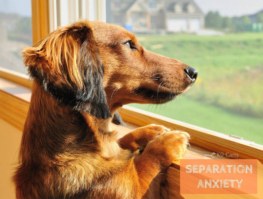 Dog showing signs of separation anxiety disorder