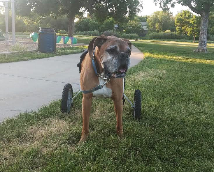 Boxer large dog wheelchair for back legs
