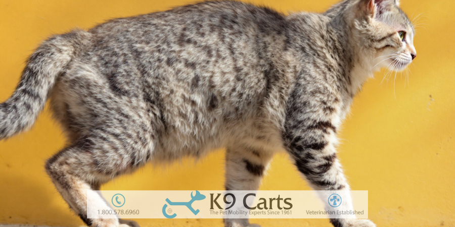 Frequently Asked Questions of dog limping suddenly