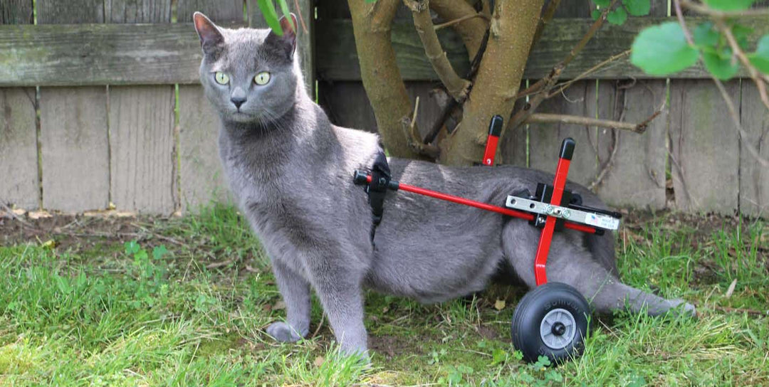 cat_wheelchair