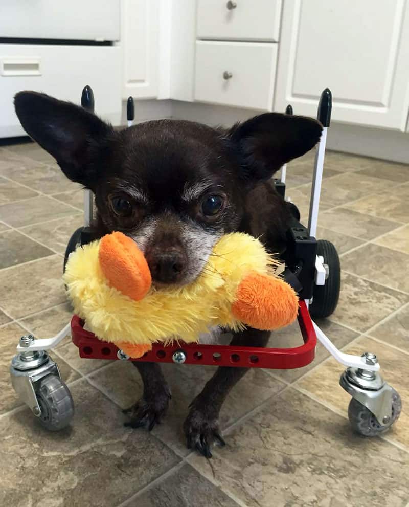 Chihuahua in a Full Support Dog Wheelchair by K9 Carts