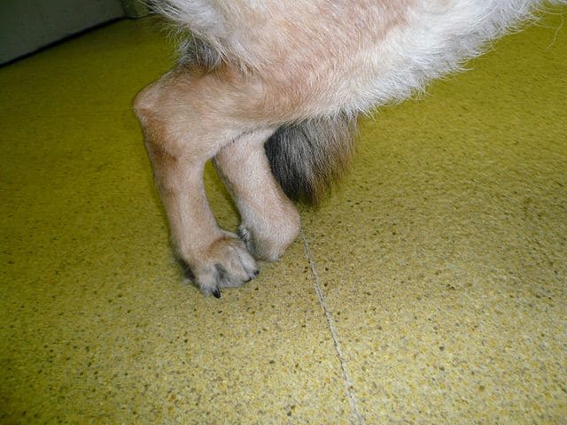 Degenerative Myelopathy in Dog