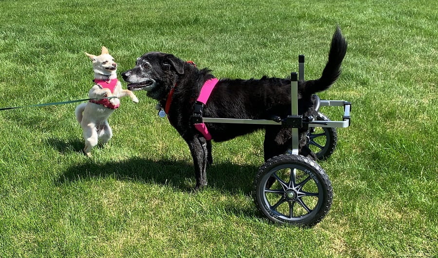 Dog with hind legs shaking and trembling using pet wheelchair