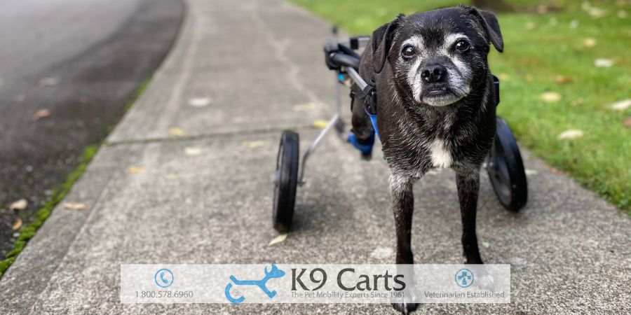 Dog Can't Stand Up on His Back Legs and Walk