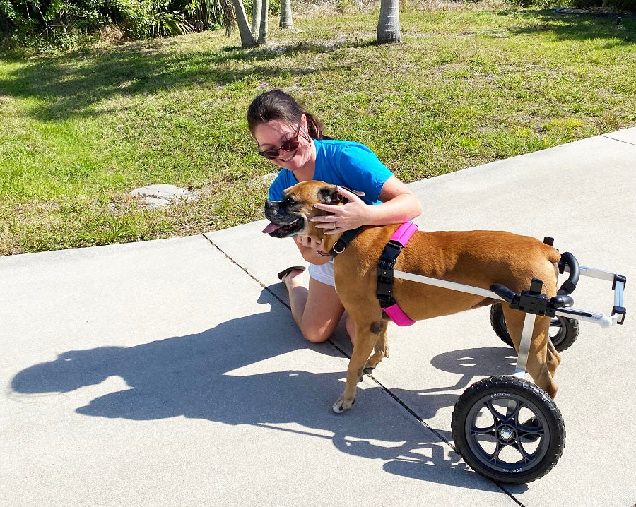 Disabled pet using a wheelchair for dogs