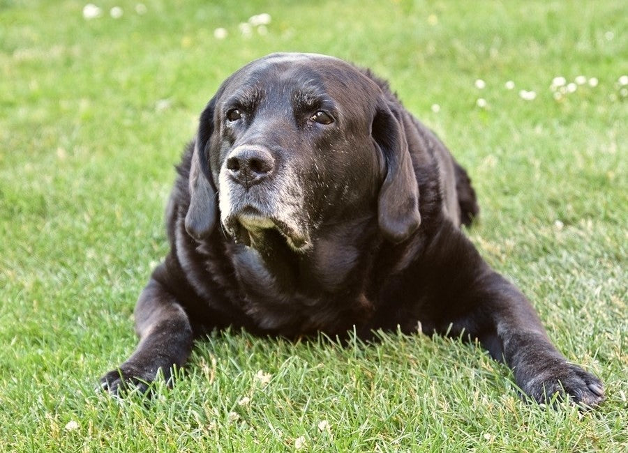 Dog with arthritis in back legs and hips