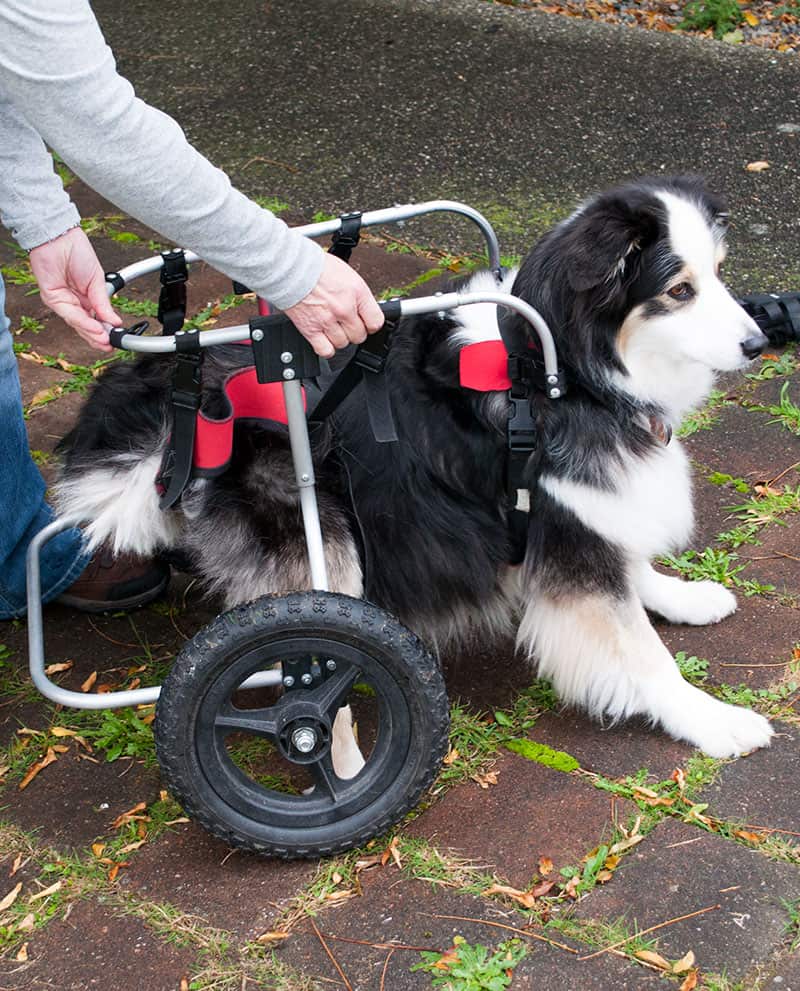 Dog in Doggon wheels dog Wheelchair