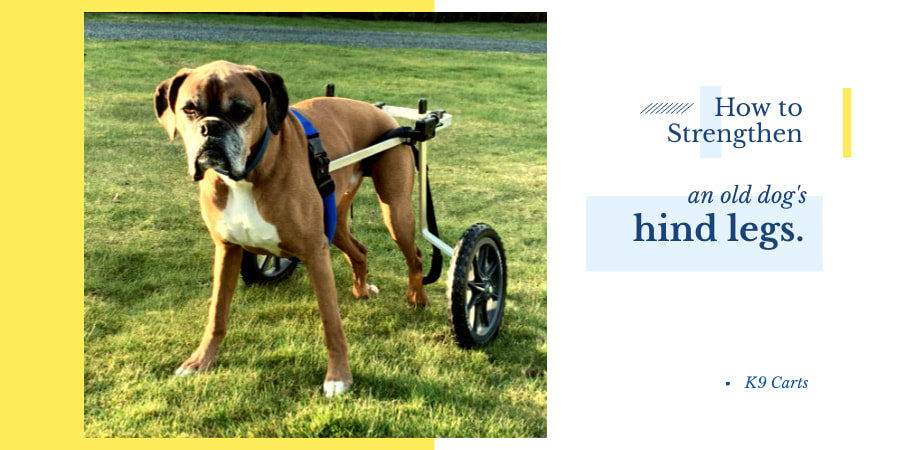 How to strengthen old dogs back legs
