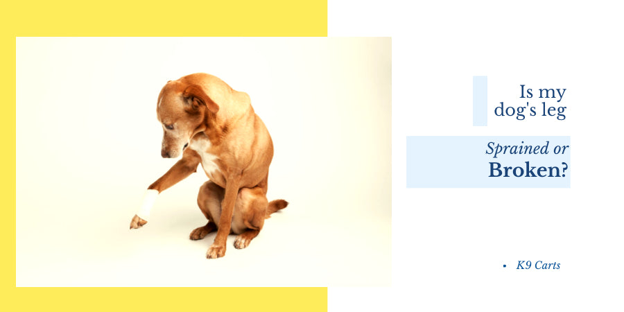 How to know if my dog's leg is broekn or sprained