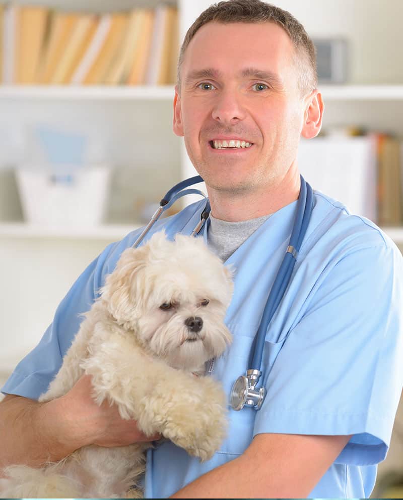 Vet with dog