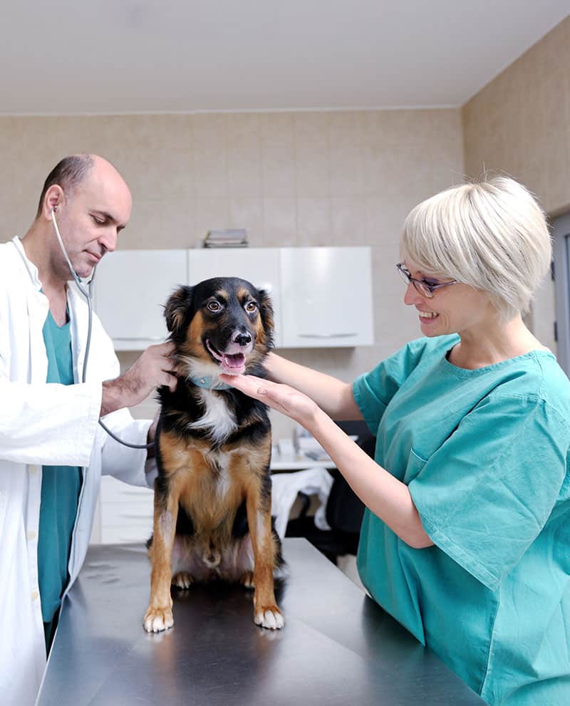 k9 carts veterinary student Scholarship