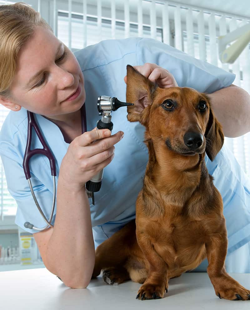Woman Veterinarian