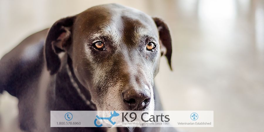 Spinal stroke in dog