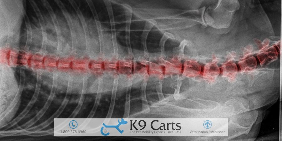 xray of canine spondylosis in dog