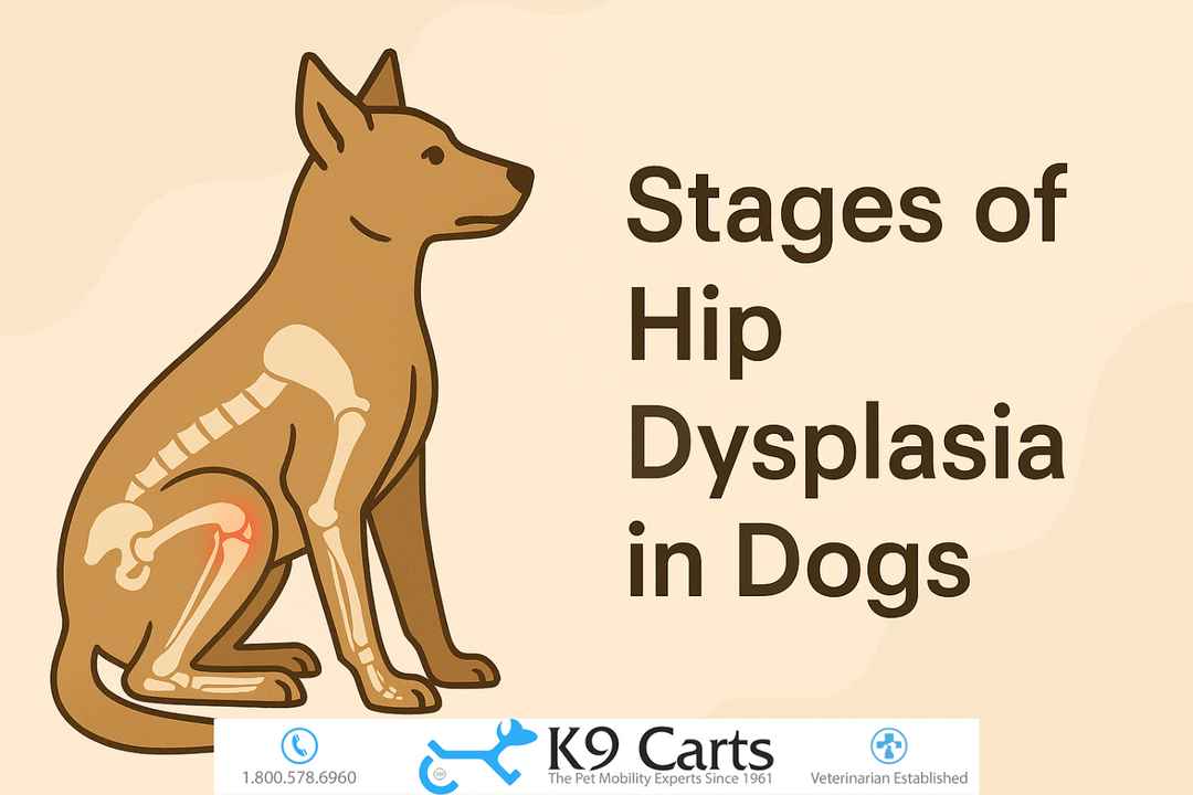 Stages of hip dysplasia in dogs