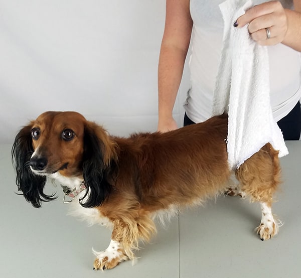 k9 carts dog wheelchair evaluating Towel Sling in Use
