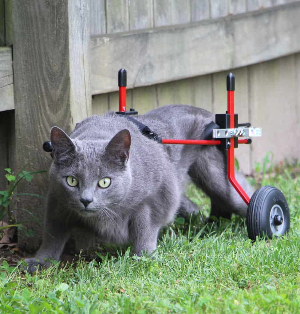 wheelchair-for-cats-red