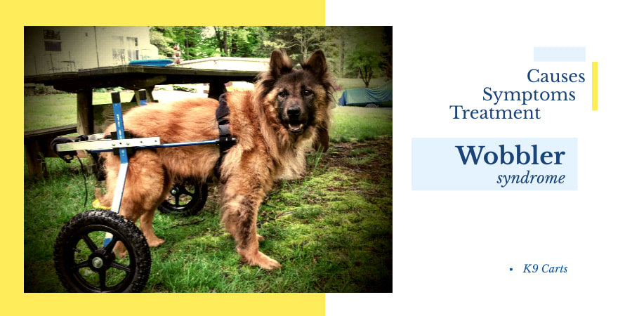Canine wobbler syndrome dog