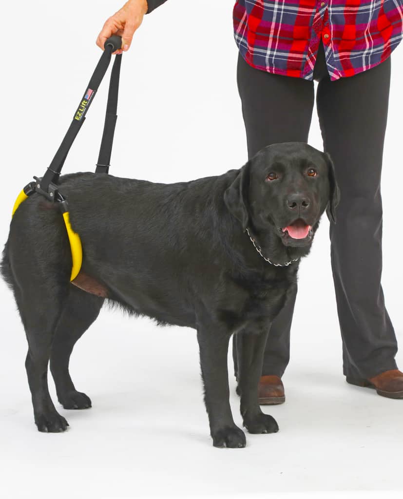 Best dog lift harness hotsell