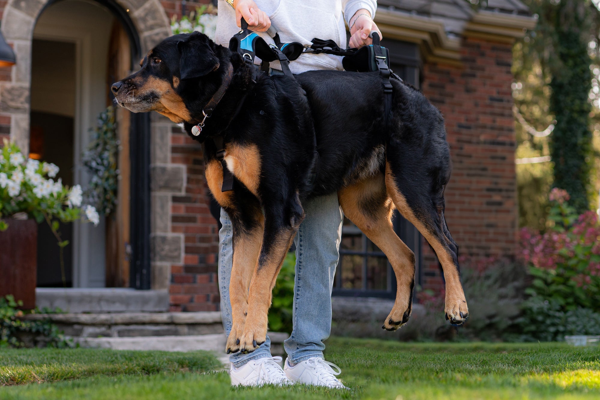 belly harness for dogs