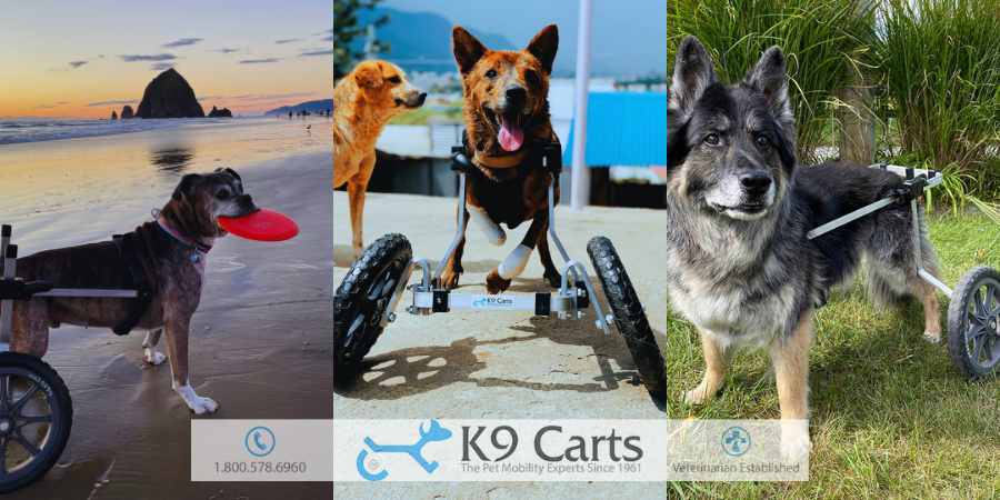 Disabled Dog Wheelchairs: 7 Ways They Improve Mobility & Quality of ...