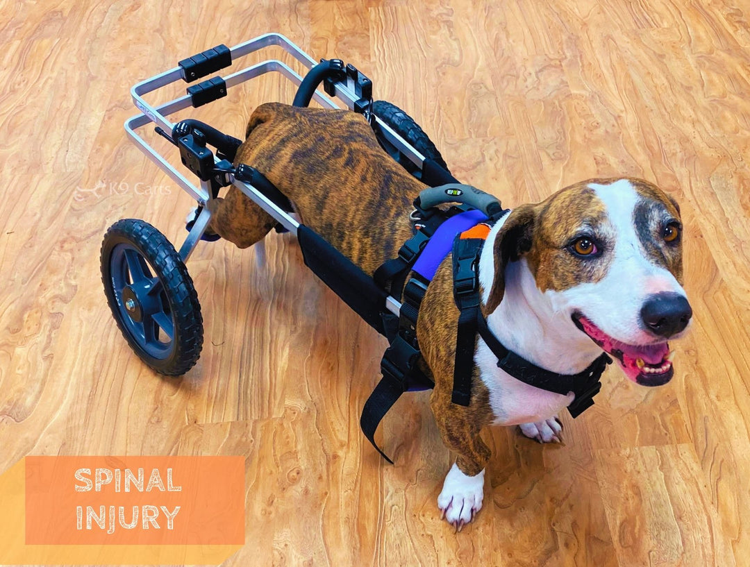 Dog with a spinal injury