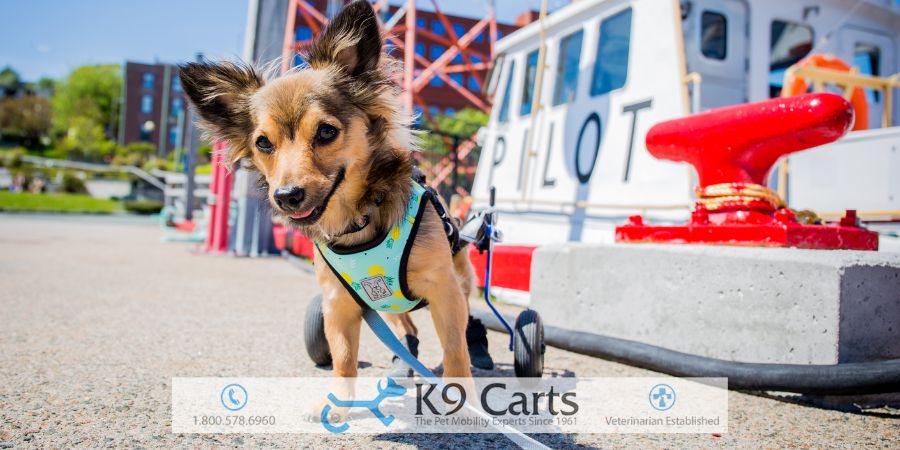 How Much Does A Dog Wheelchair Cost?