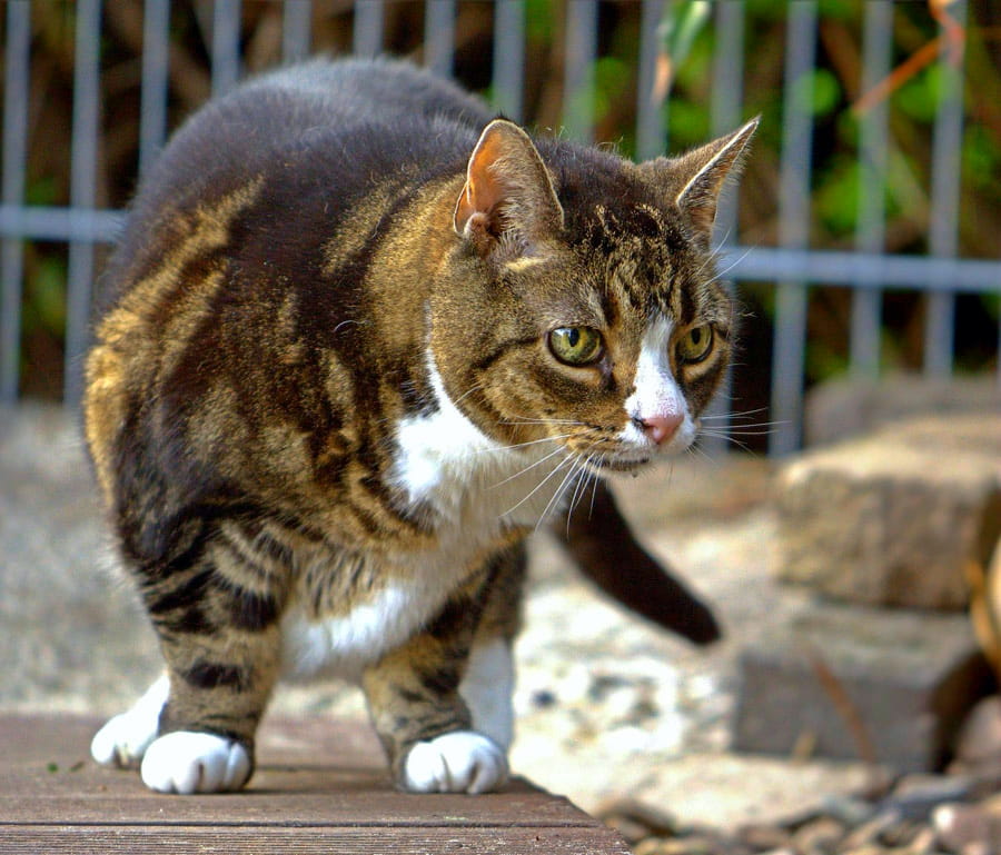 Aged cat showing signs of feline arthritis