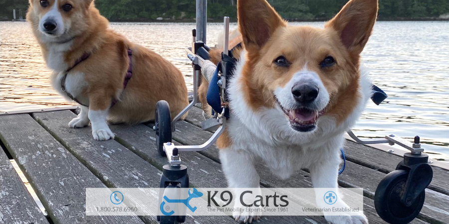 Ataxia in Dogs: Causes, Symptoms, Treatment of Abnormal Gait - K9 Carts - Common Gait Disorders In Older Dogs
