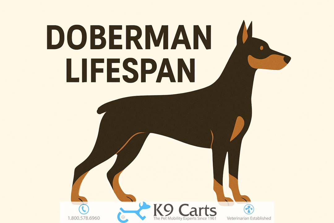 Doberman lifespan