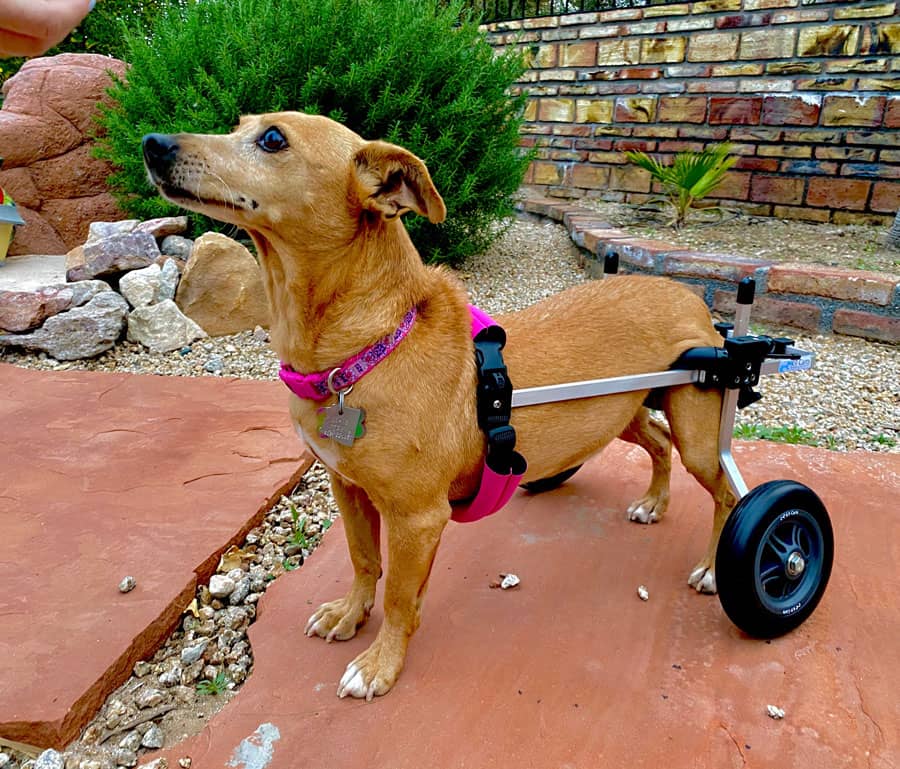 Dog with weak hind legs using a pet wheelchair