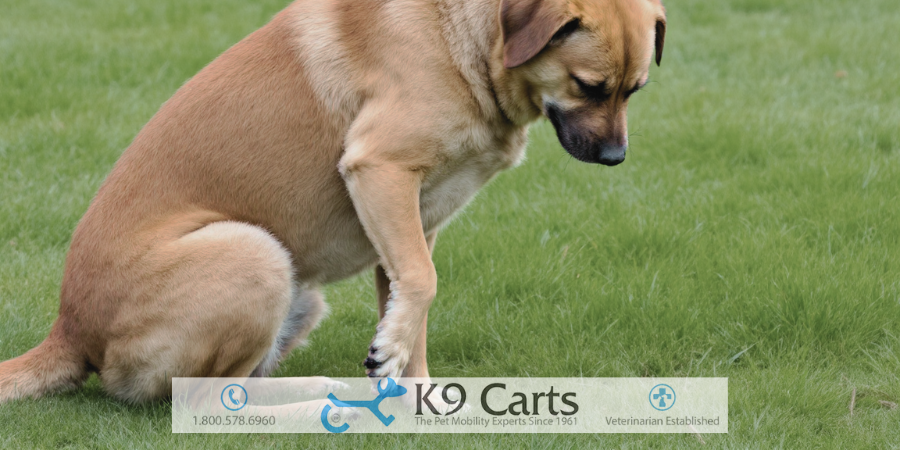 Discospondylitis in Dogs: Causes, Symptoms, and Treatment Options – K9 ...