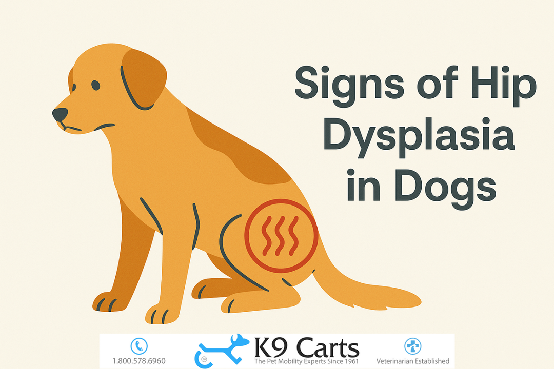 First early signs of hip dysplasia in dogs
