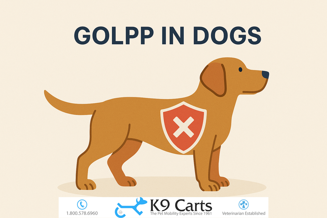golpp in dogs