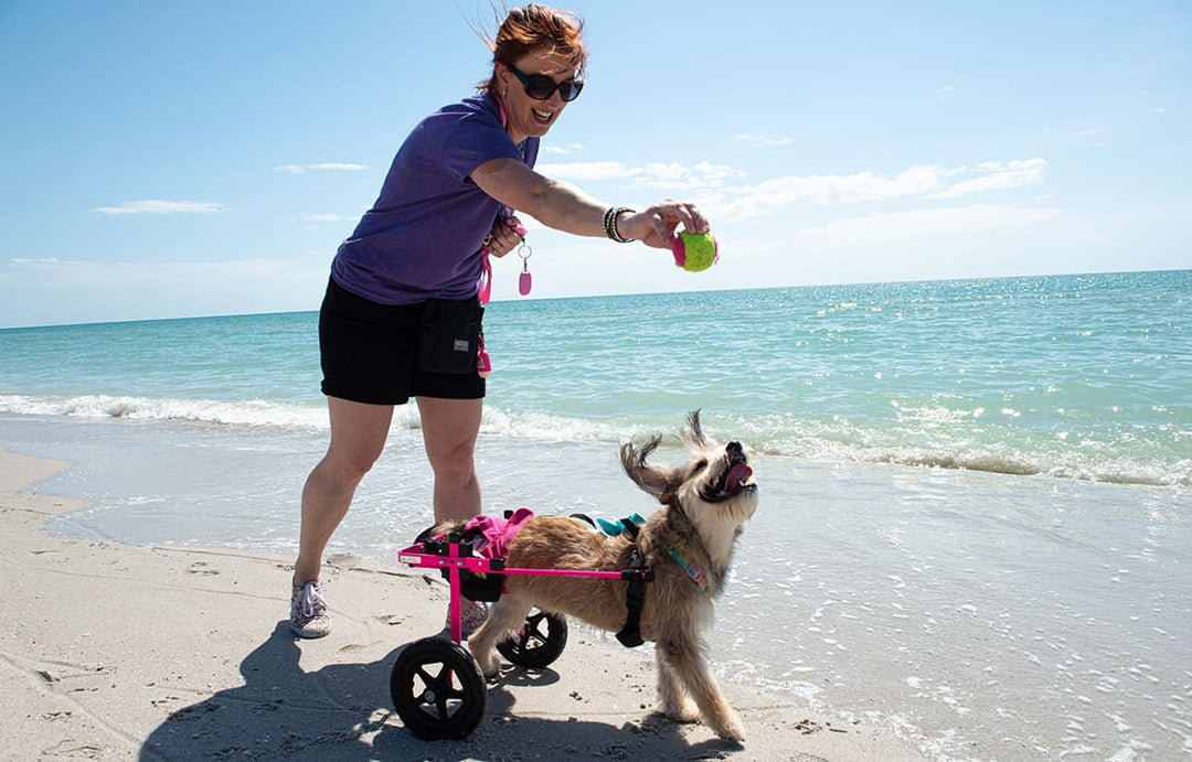 puddles_dog_wheelchair