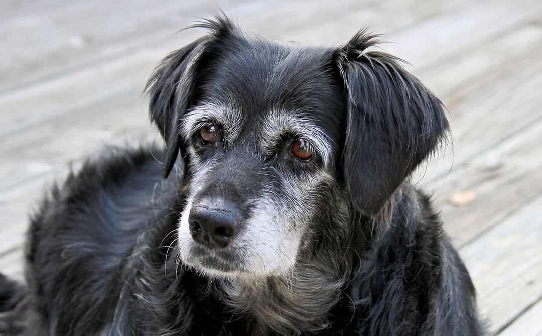 senior_dog