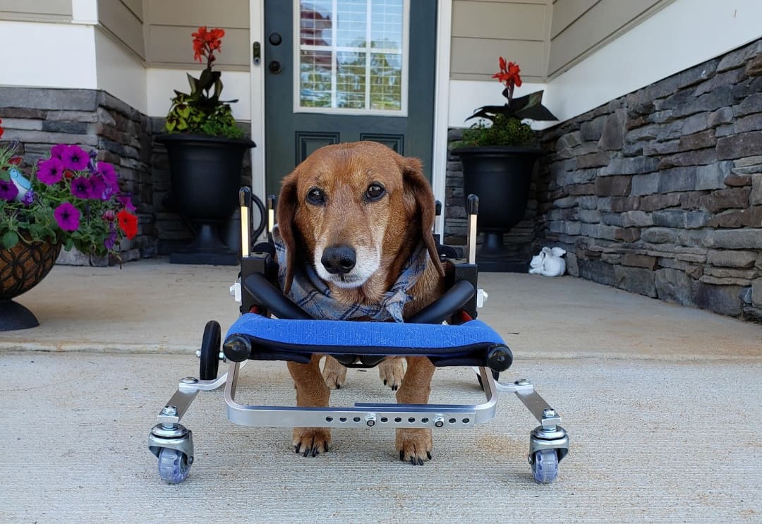 senior_dog_wheelchair