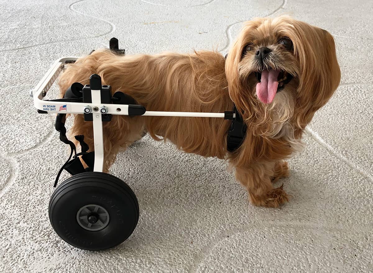 Cockapoo Wheelchair Doggie Wheelchair Success Stories by K9 Carts: Sammi