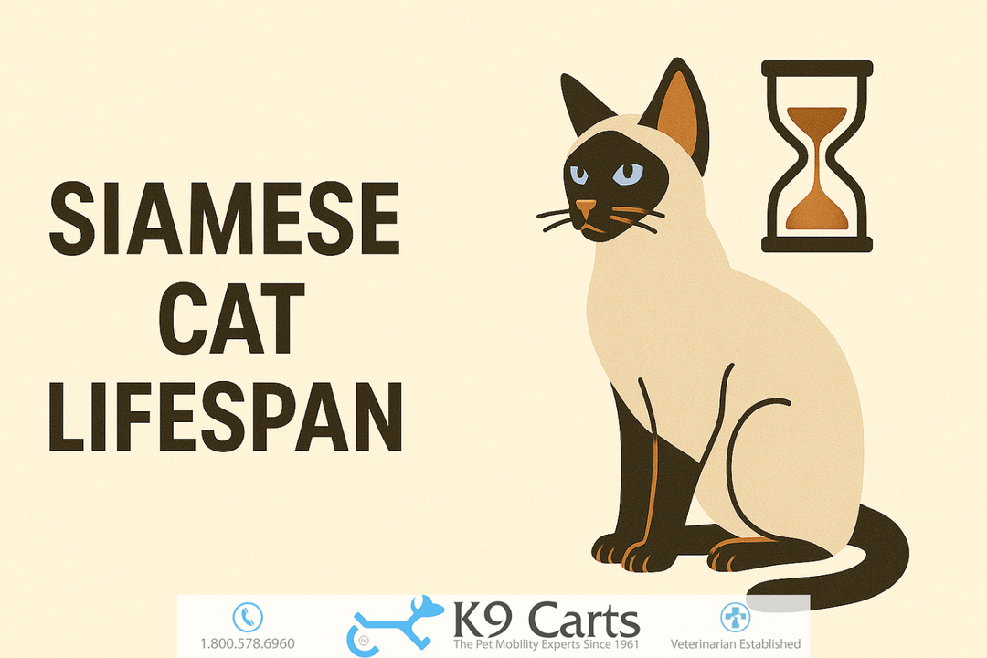 Siamese cat lifespan