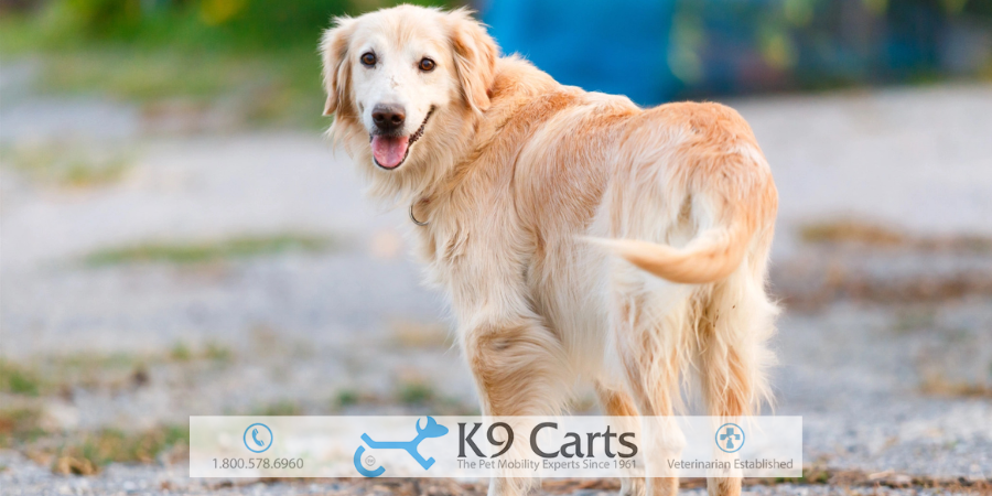 Signs of nerve damage in dogs back legs