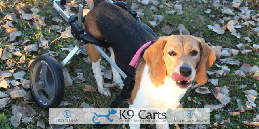 8 Signs Your Dog May Have Nerve Damage in Its Back Legs – K9 Carts