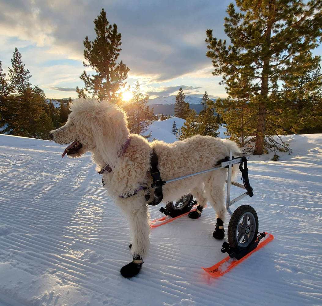 K9 Carts Wheelchair Skis