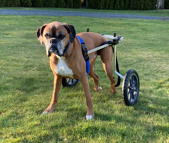 Rear Support Dog Wheelchair Rental