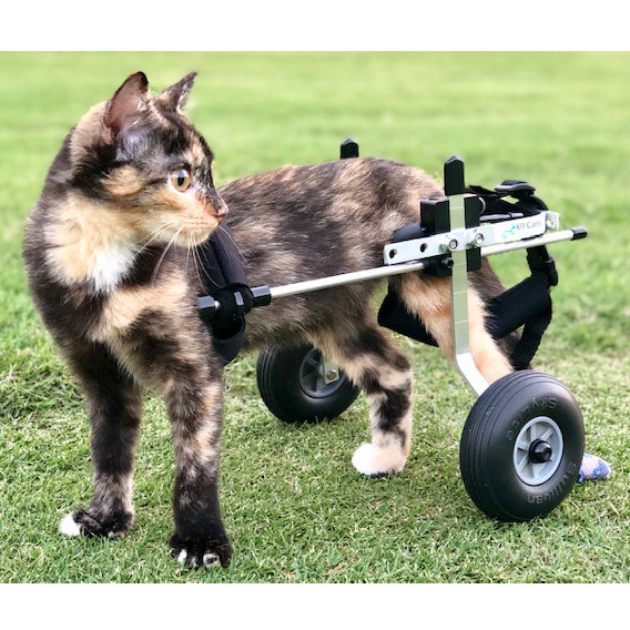 Cat with orders wheels