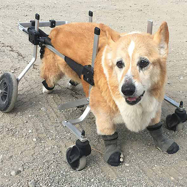 Full Support Dog Wheelchair Rental